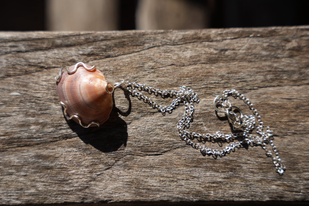 Pink Shell in a Scalloped Silver Frame